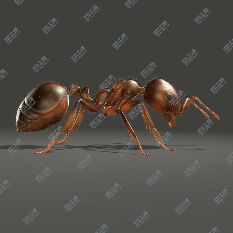 images/goods_img/2021040233/Fire Ant (ANIMATED)/3.jpg